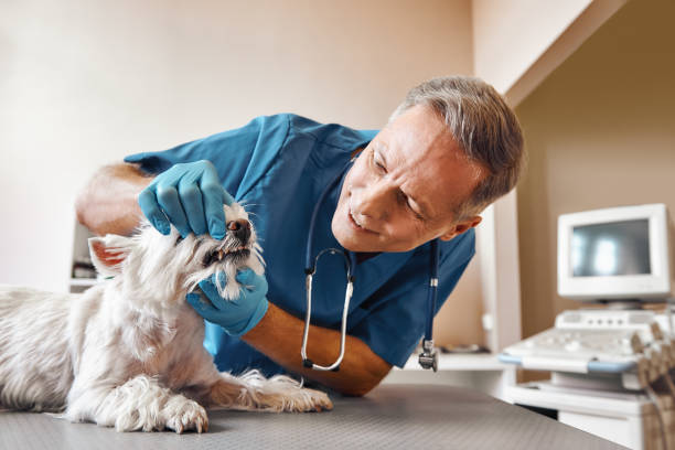 Best Pediatric Emergency Dentist in Winston Salem, NC